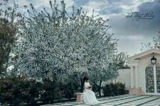 تصویر بند انگشتی عکس زیبای عروس زیر شکوفه های درخت